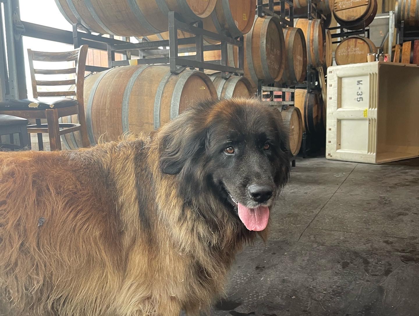 Bamboo, the resident winery dog