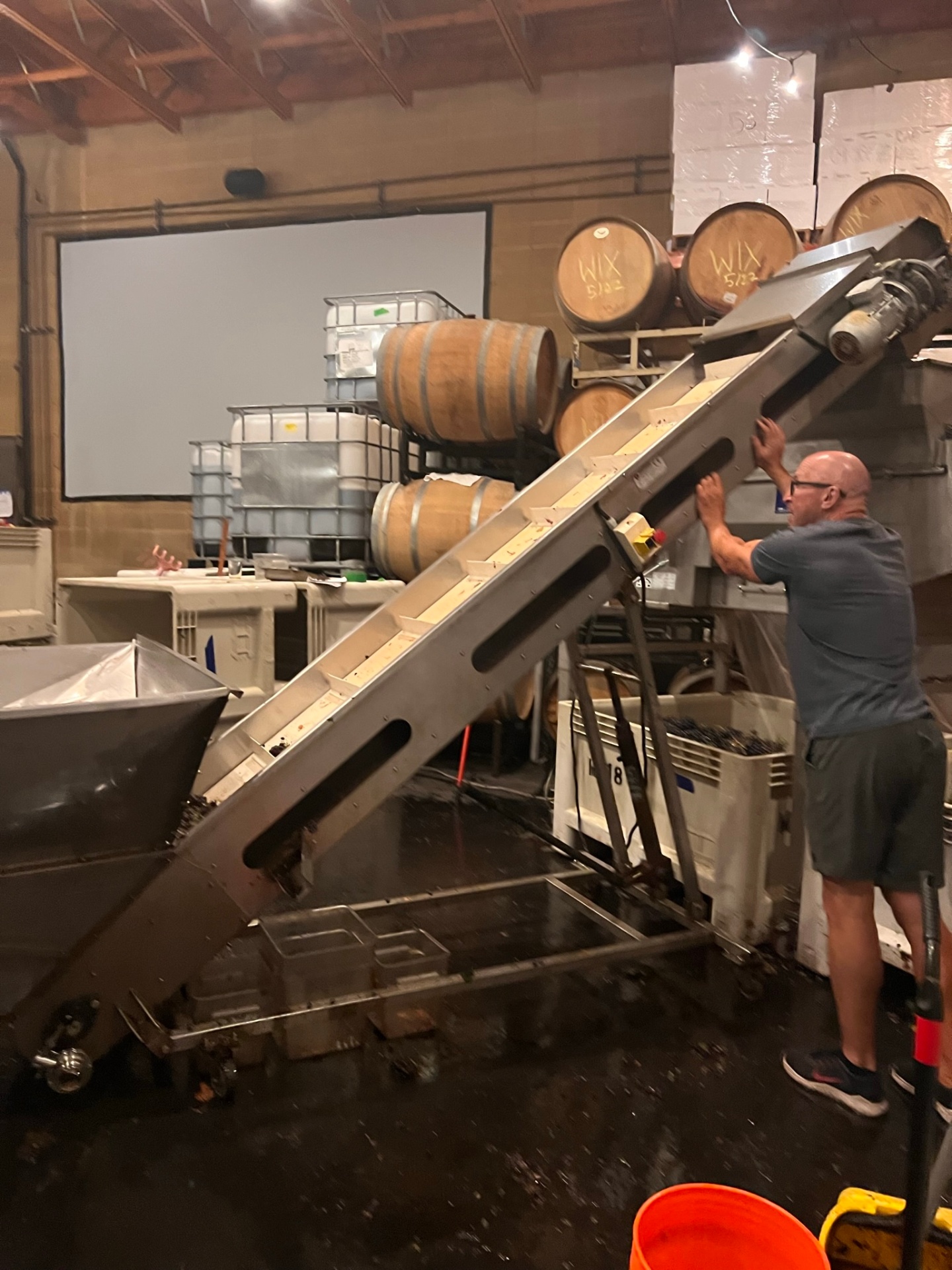 Ray loading grapes onto the destemmer