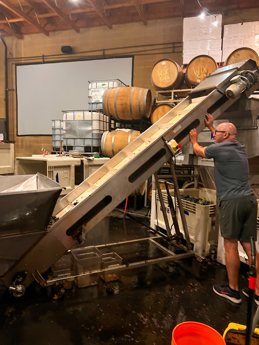 Ray loading grapes onto the destemmer