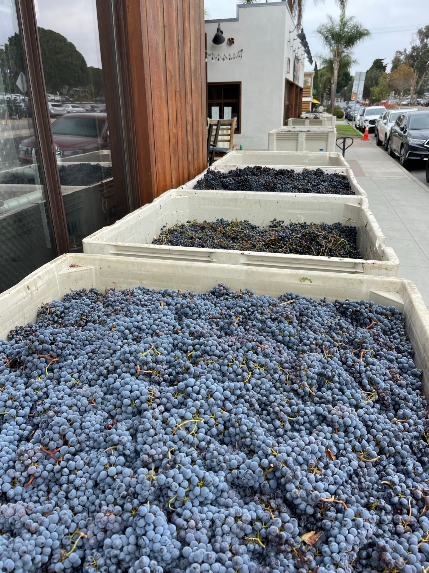 Bins of freshly picked grapes